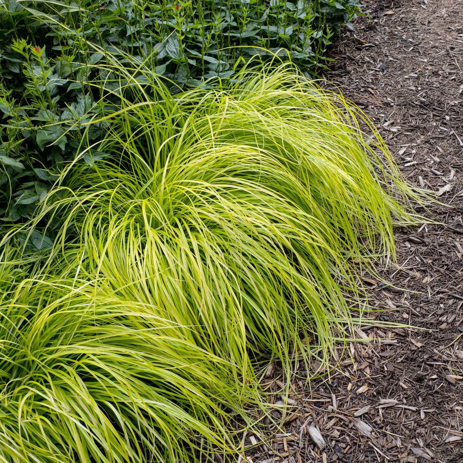 Laîche d'Oshima Everillo® - Carex - Image 3