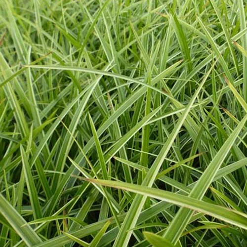 Laîche du Japon Gilt - Carex