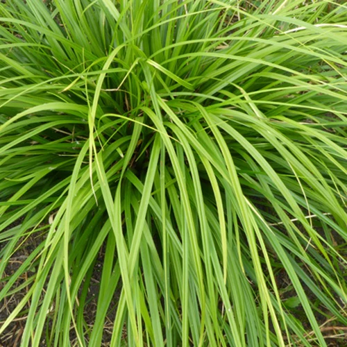 Laîche du Japon Mosten - Carex