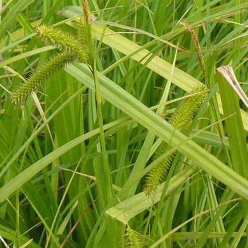 Laîche faux-souchet