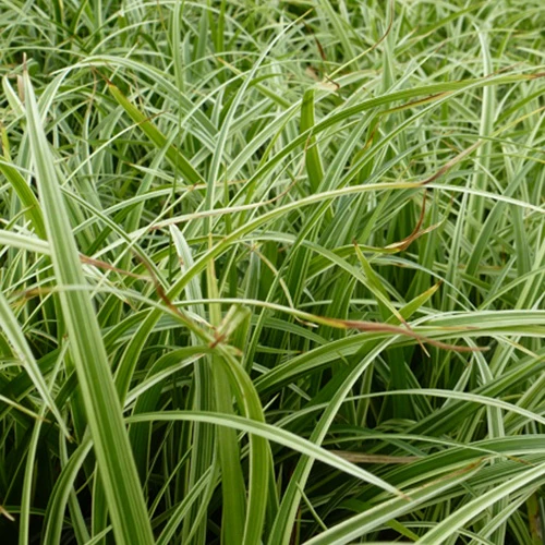 Laîche Silver Sceptre - Carex