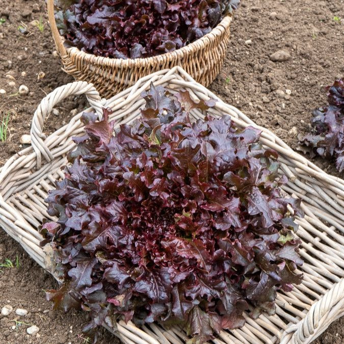 Laitue à couper 'Red Salad Bowl'