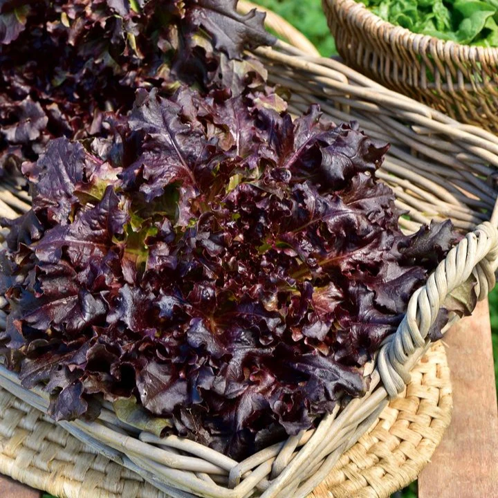Laitue à couper 'Red Salad Bowl' - Image 2