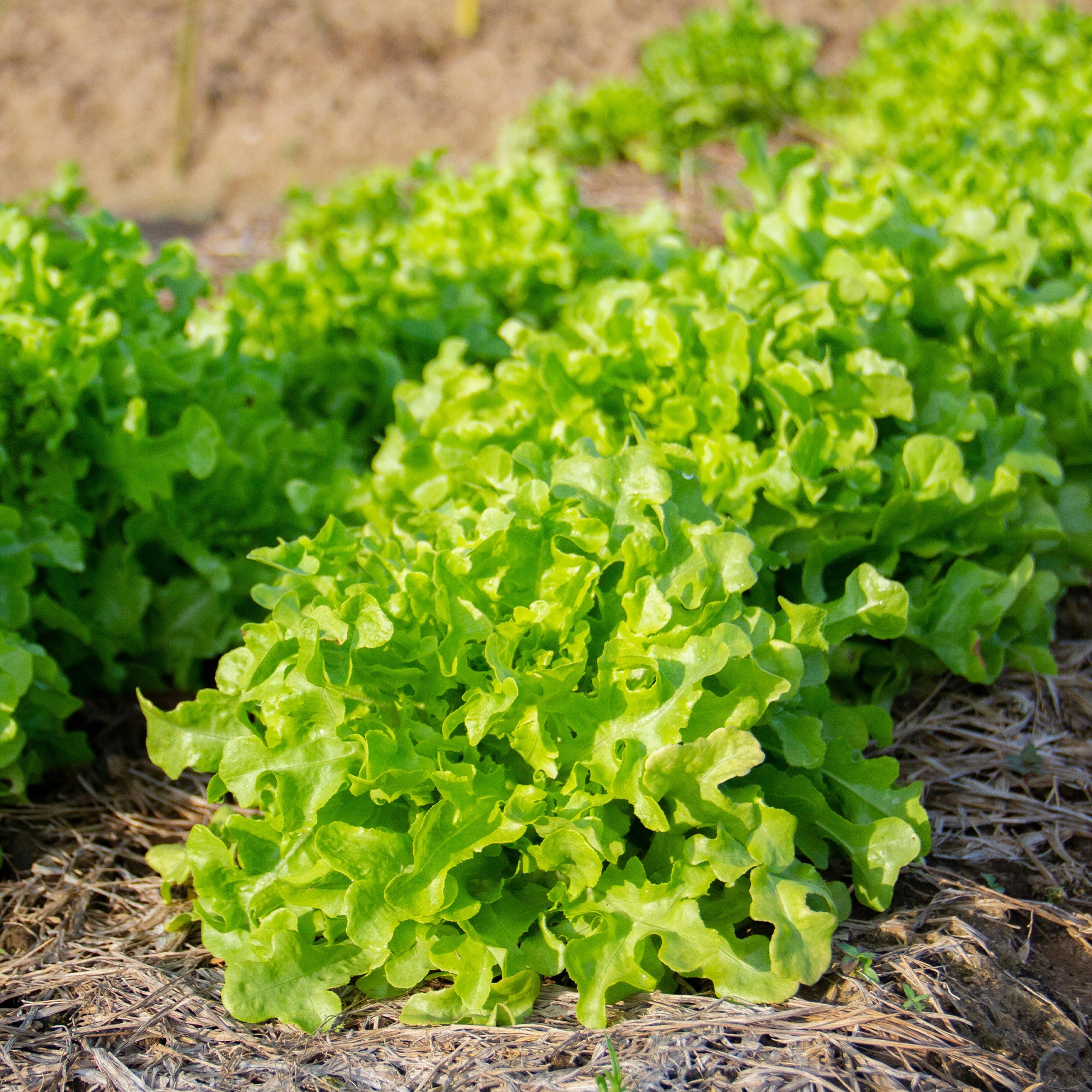 Laitue feuille de chêne
