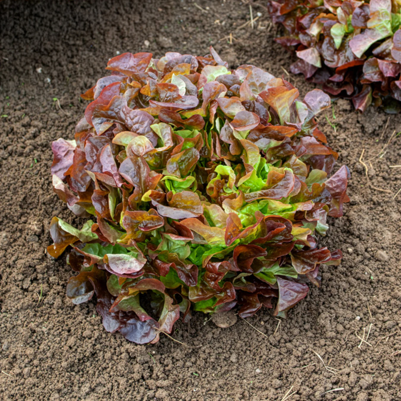 Laitue feuille de chêne rouge Eglantine - Image 2