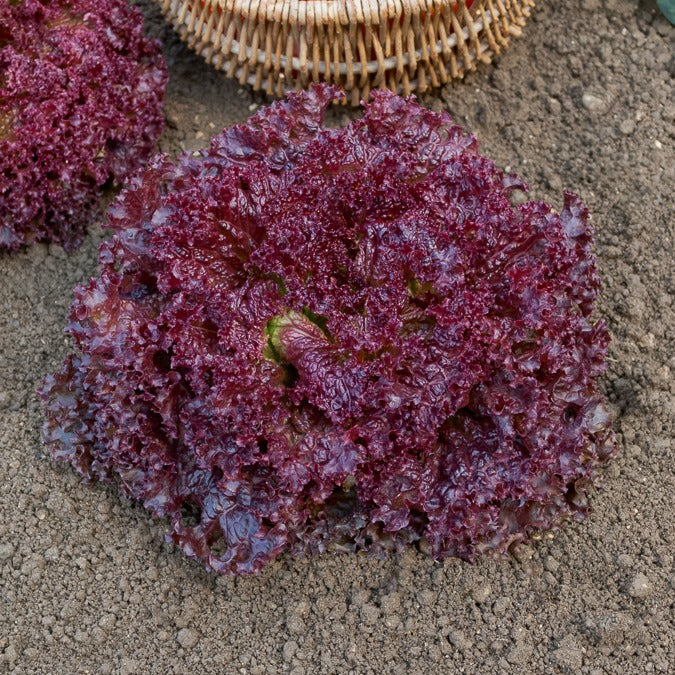 Laitue Lollo Rossa - Image 2