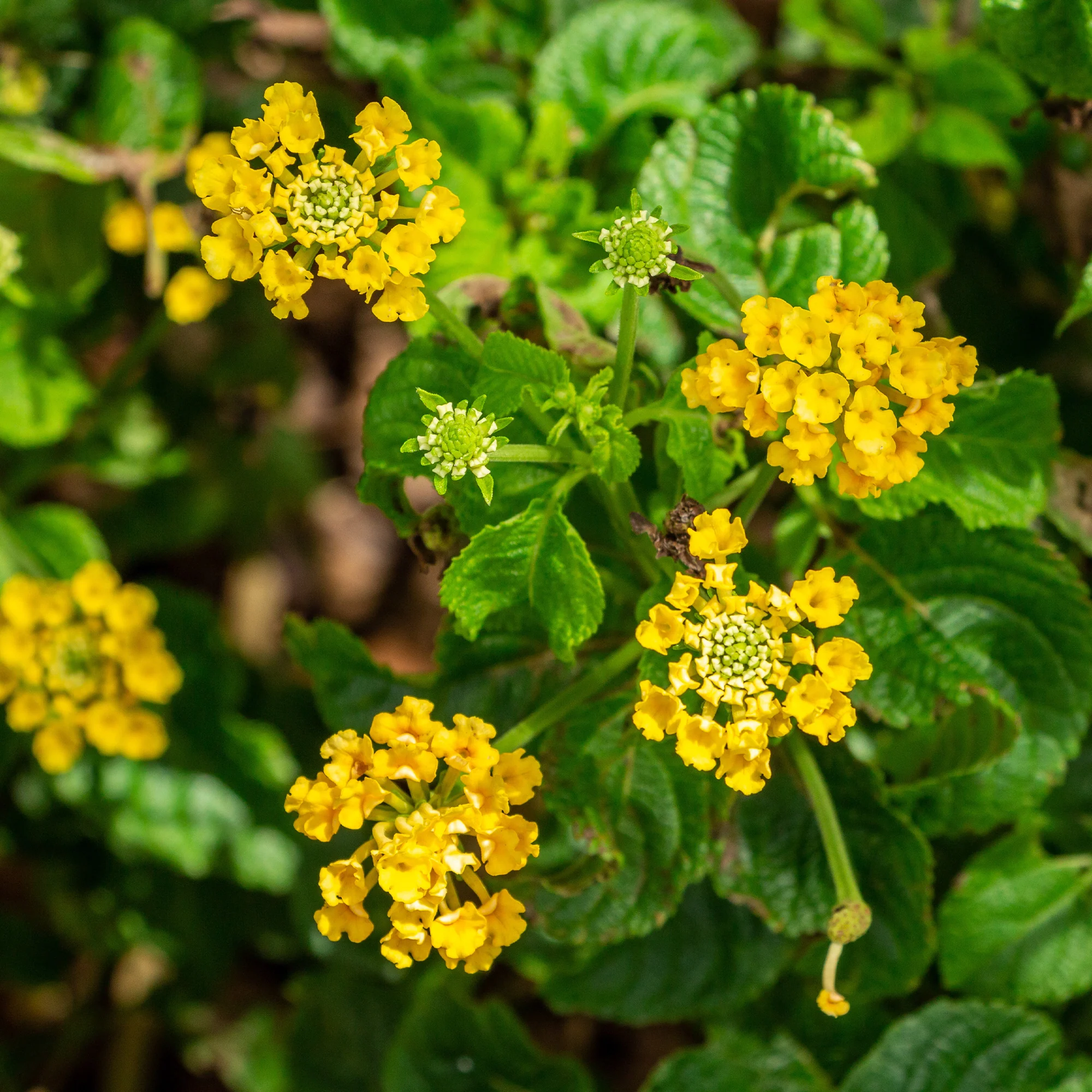 Lantana jaune - Image 2