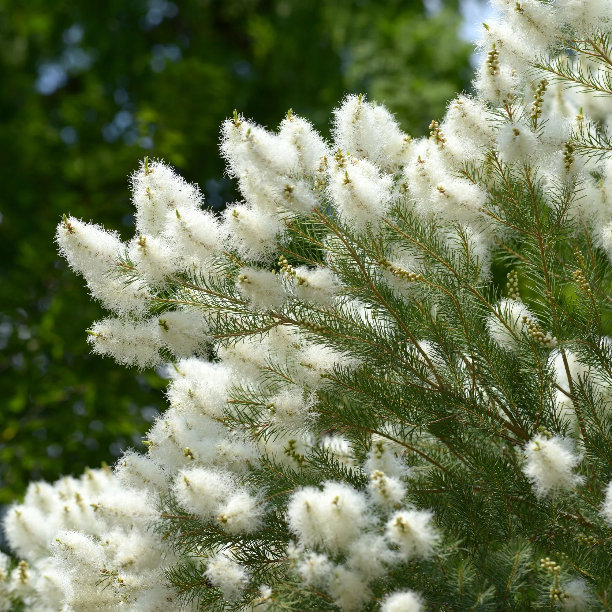 L'arbre à thé