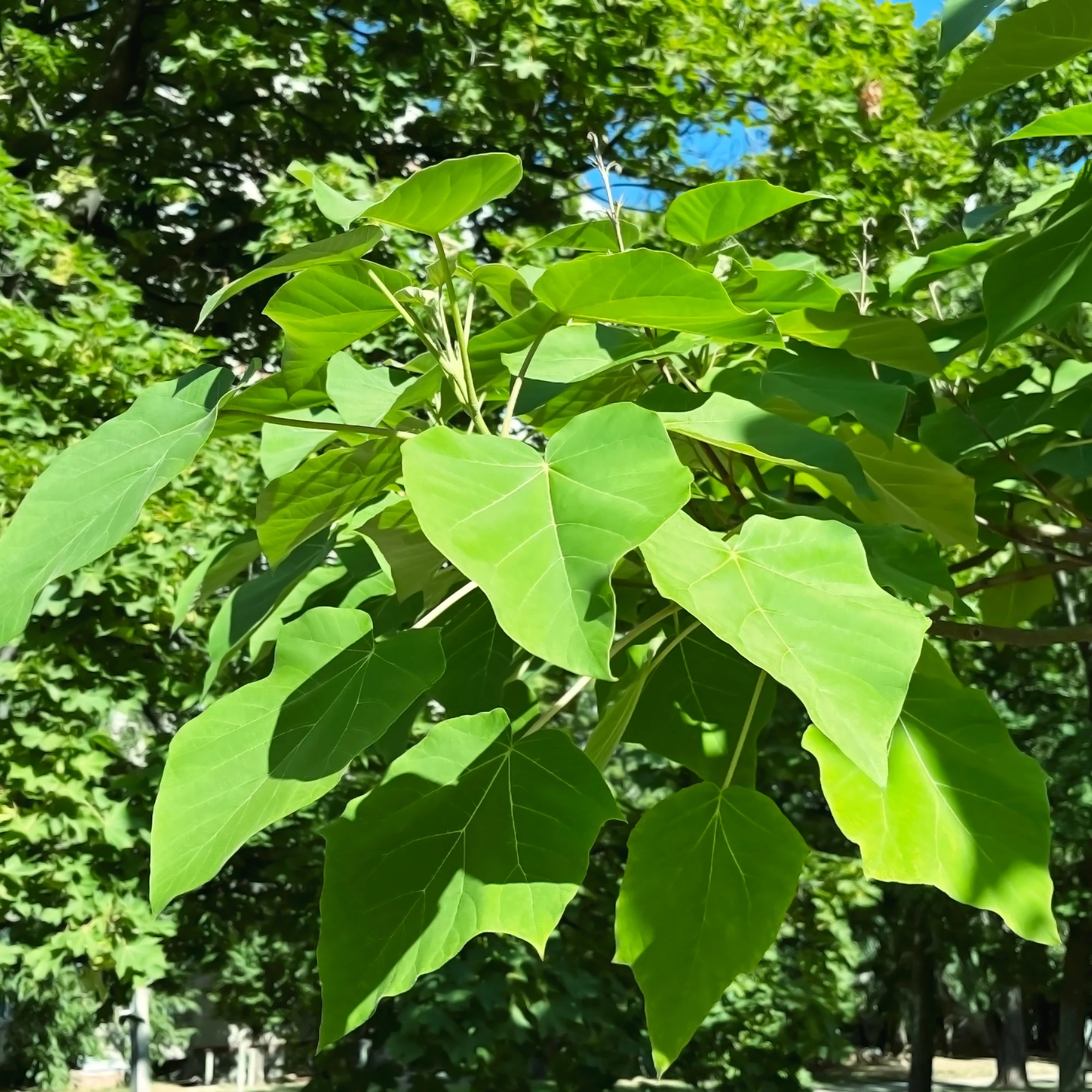 L'Arbre impérial- Paulownia - Image 4