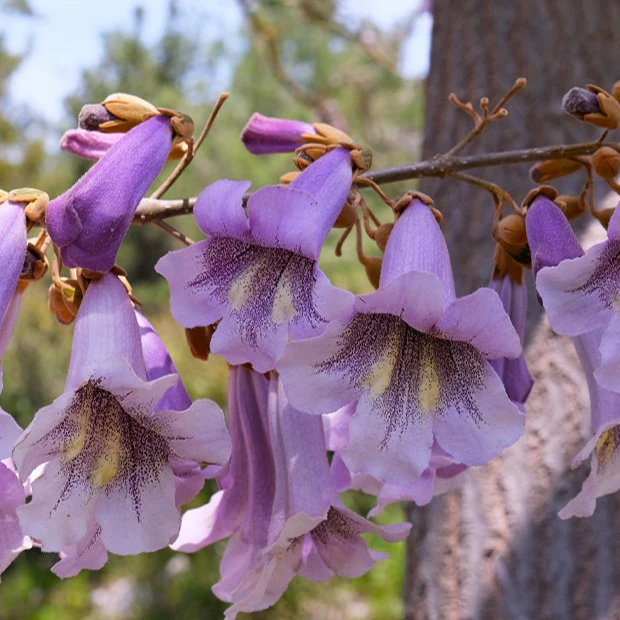 L'Arbre impérial- Paulownia - Image 7