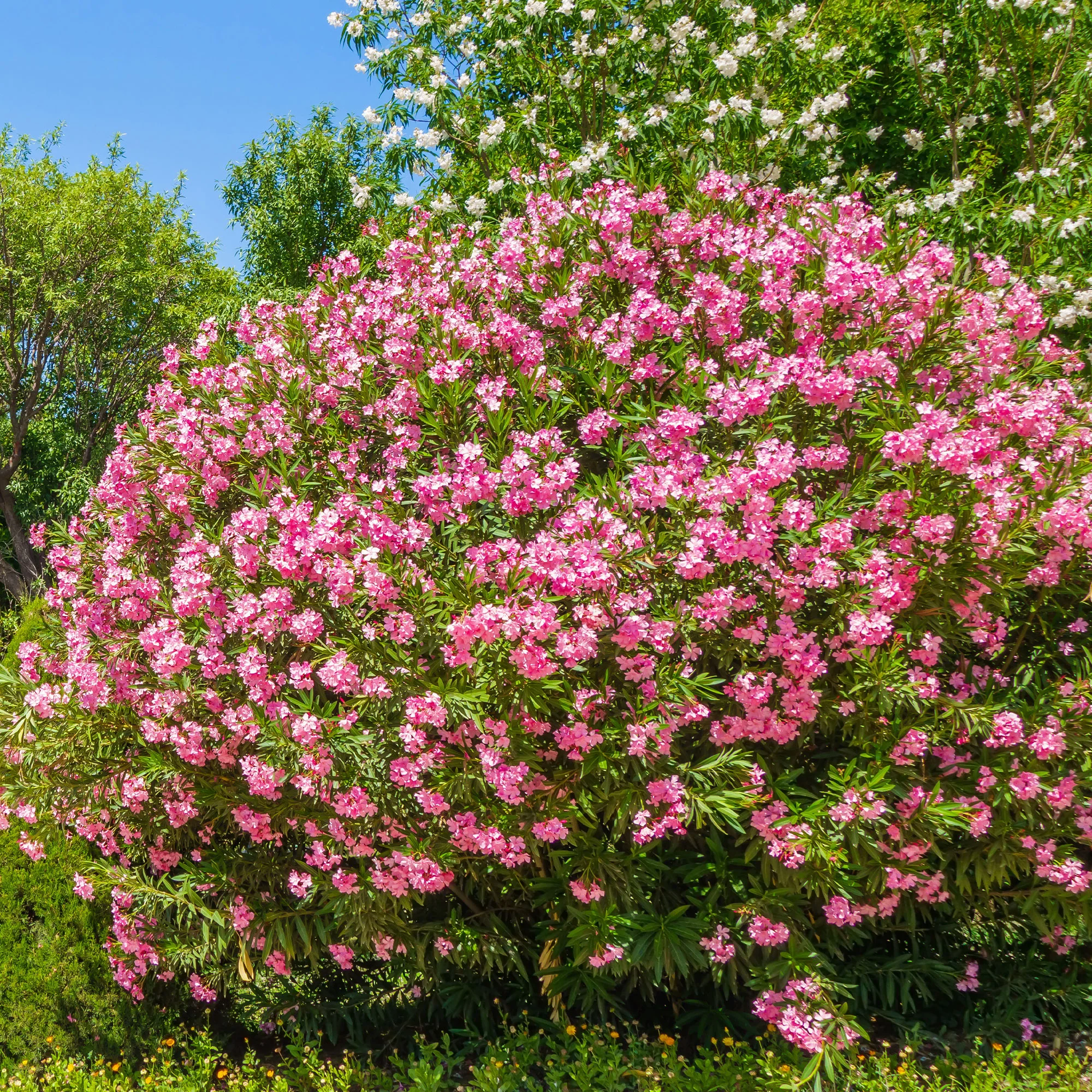 Laurier-rose - Image 3