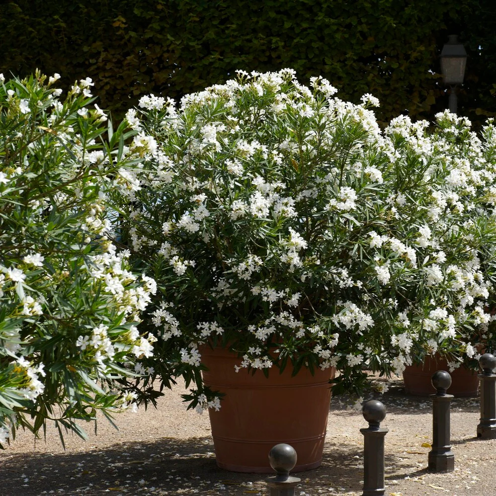 Laurier-rose  à fleurs blanches - Image 4
