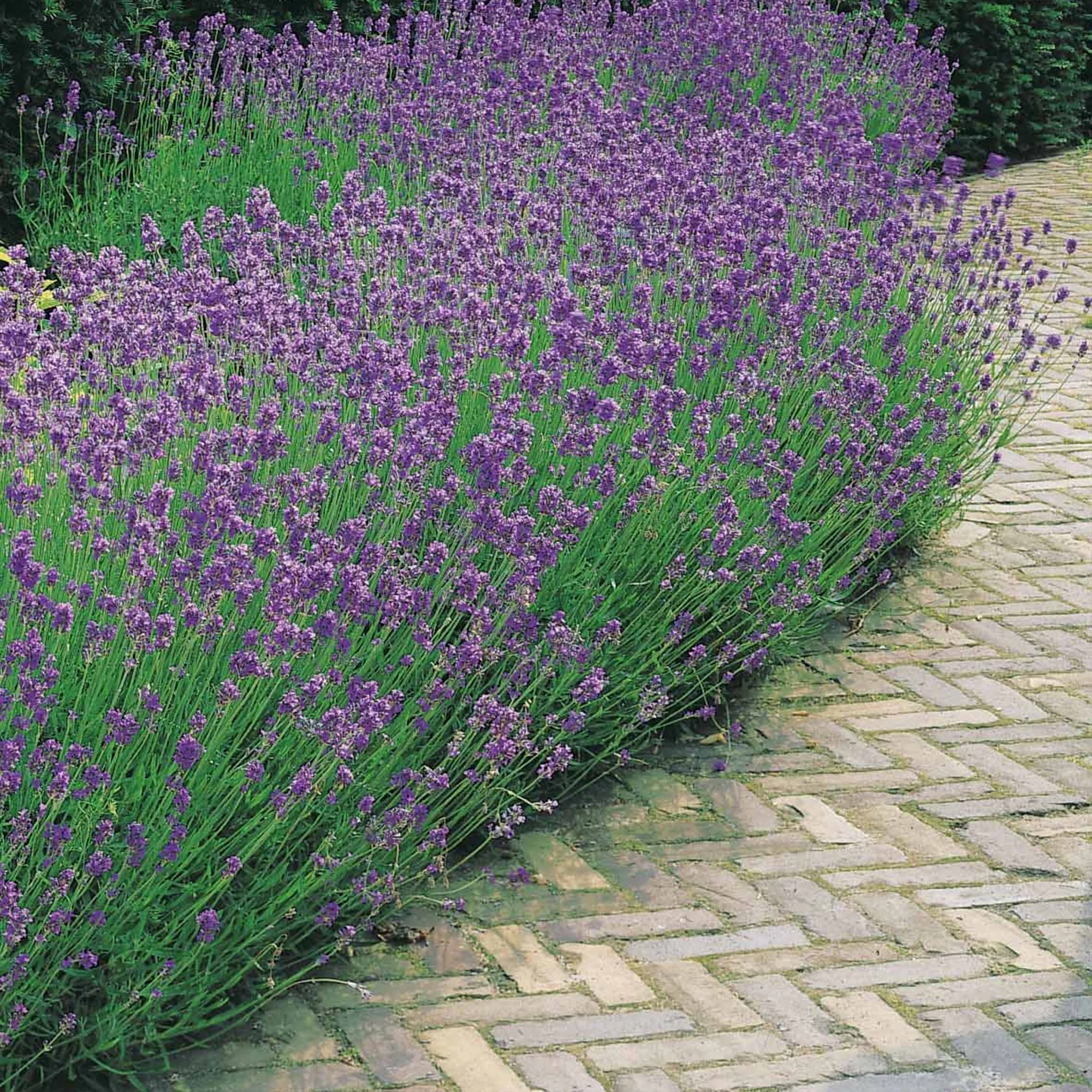 Lavande bleue - Image 4