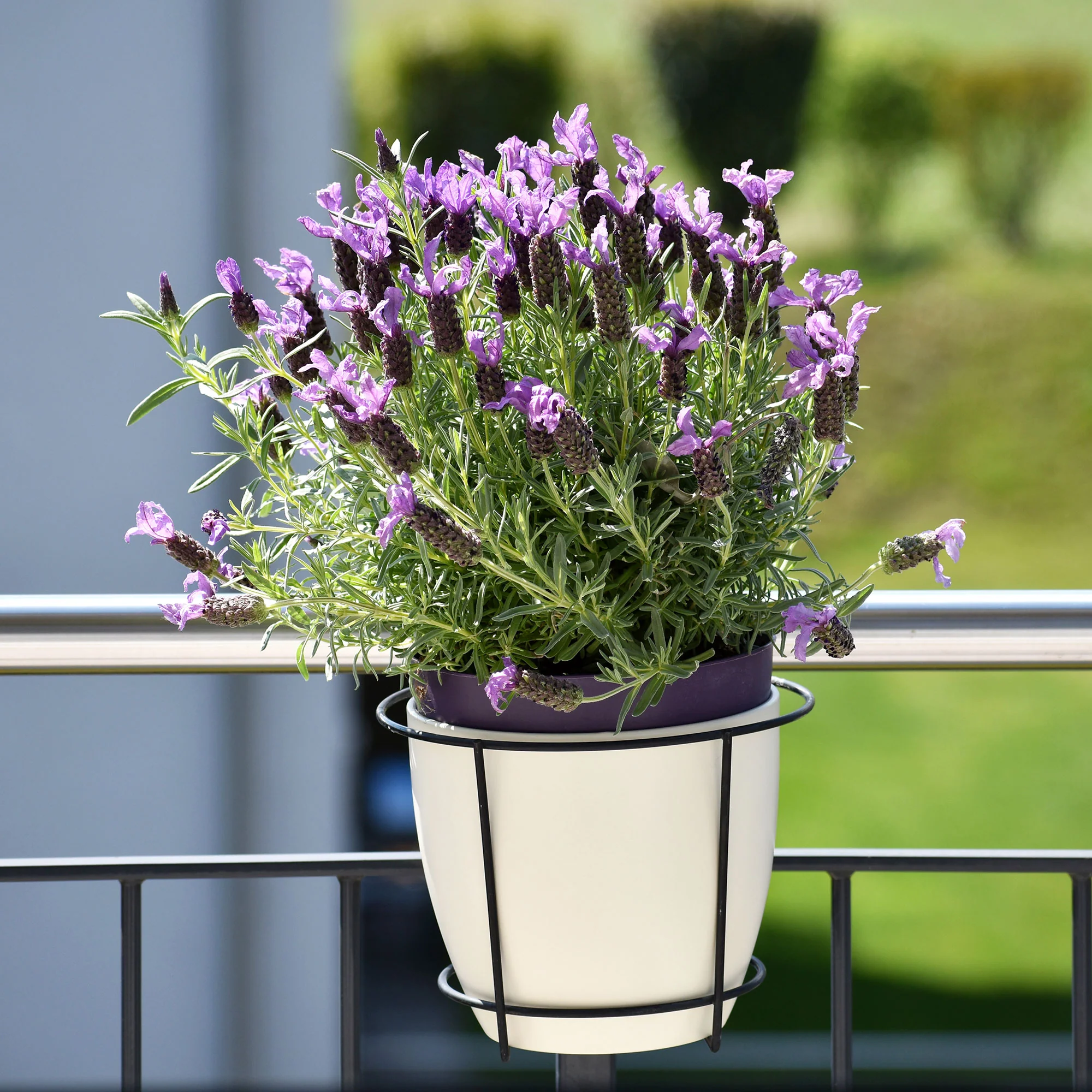 Lavande papillon 'Anouk' - Image 3