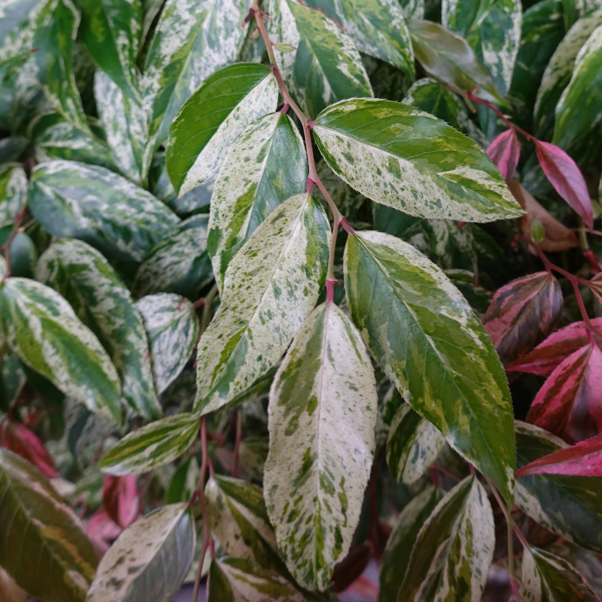 Leucothoe walteri Rainbow