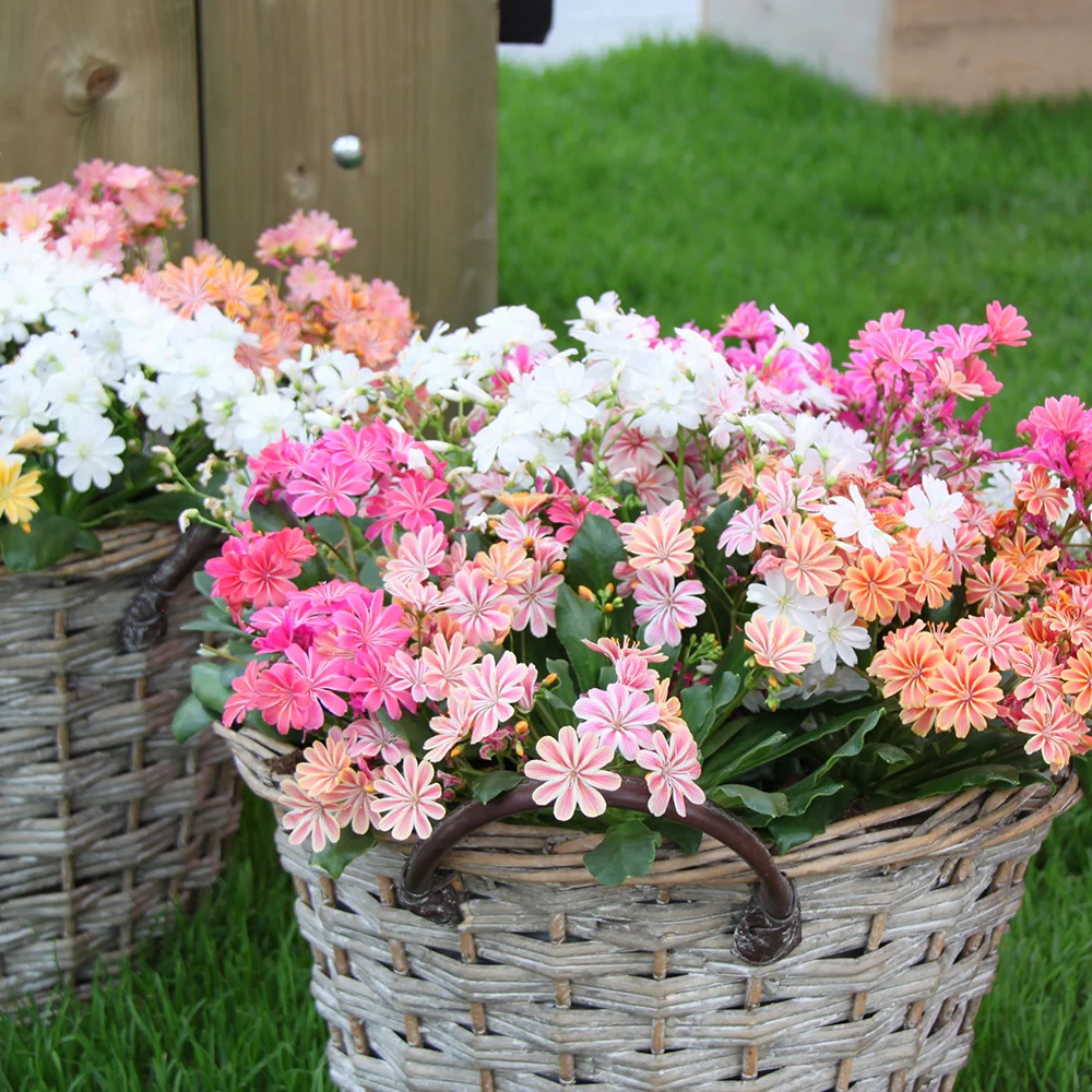 3 Lewisia Elise en mélange