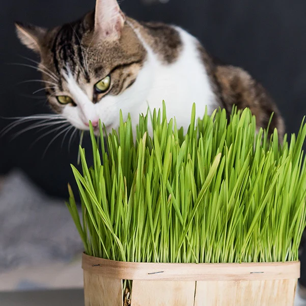L'herbe à chat