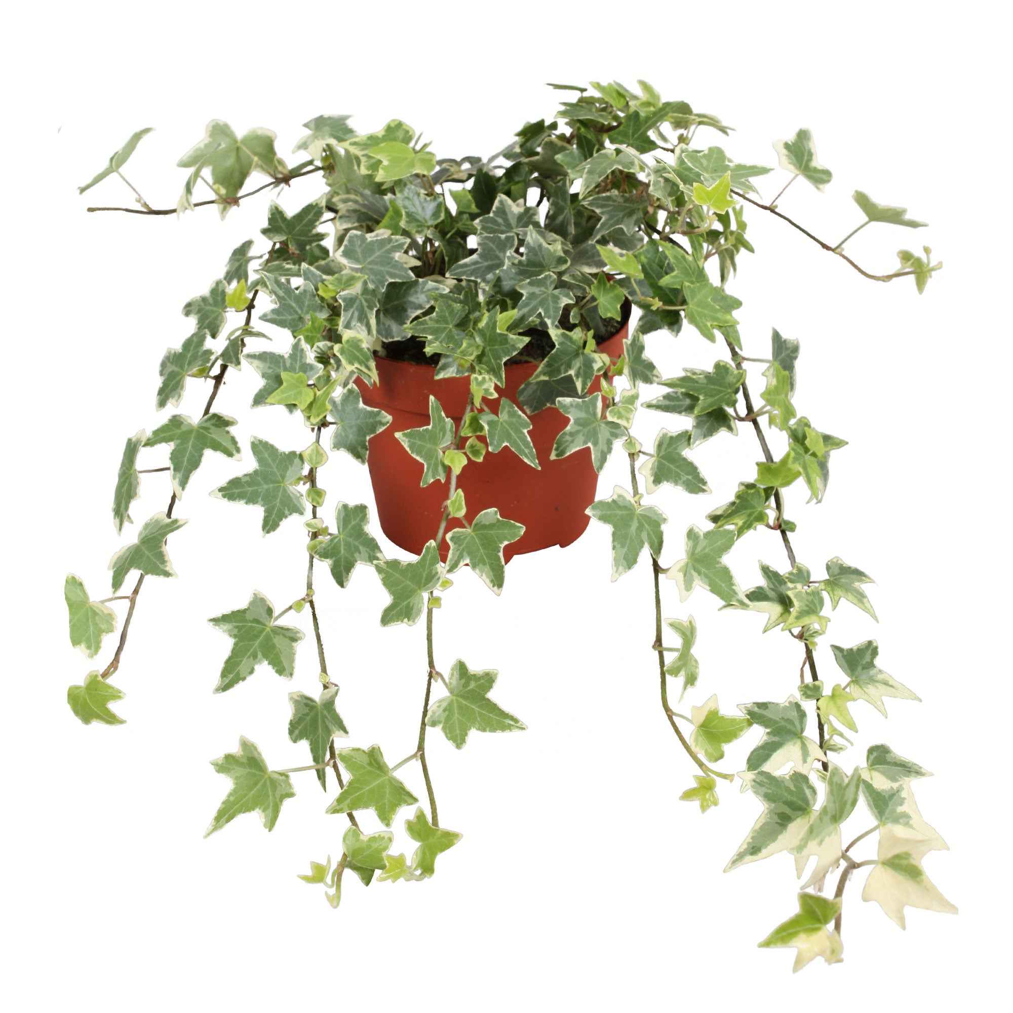 Lierre grimpant Hedera 'Eva' - Plante suspendue - Image 3