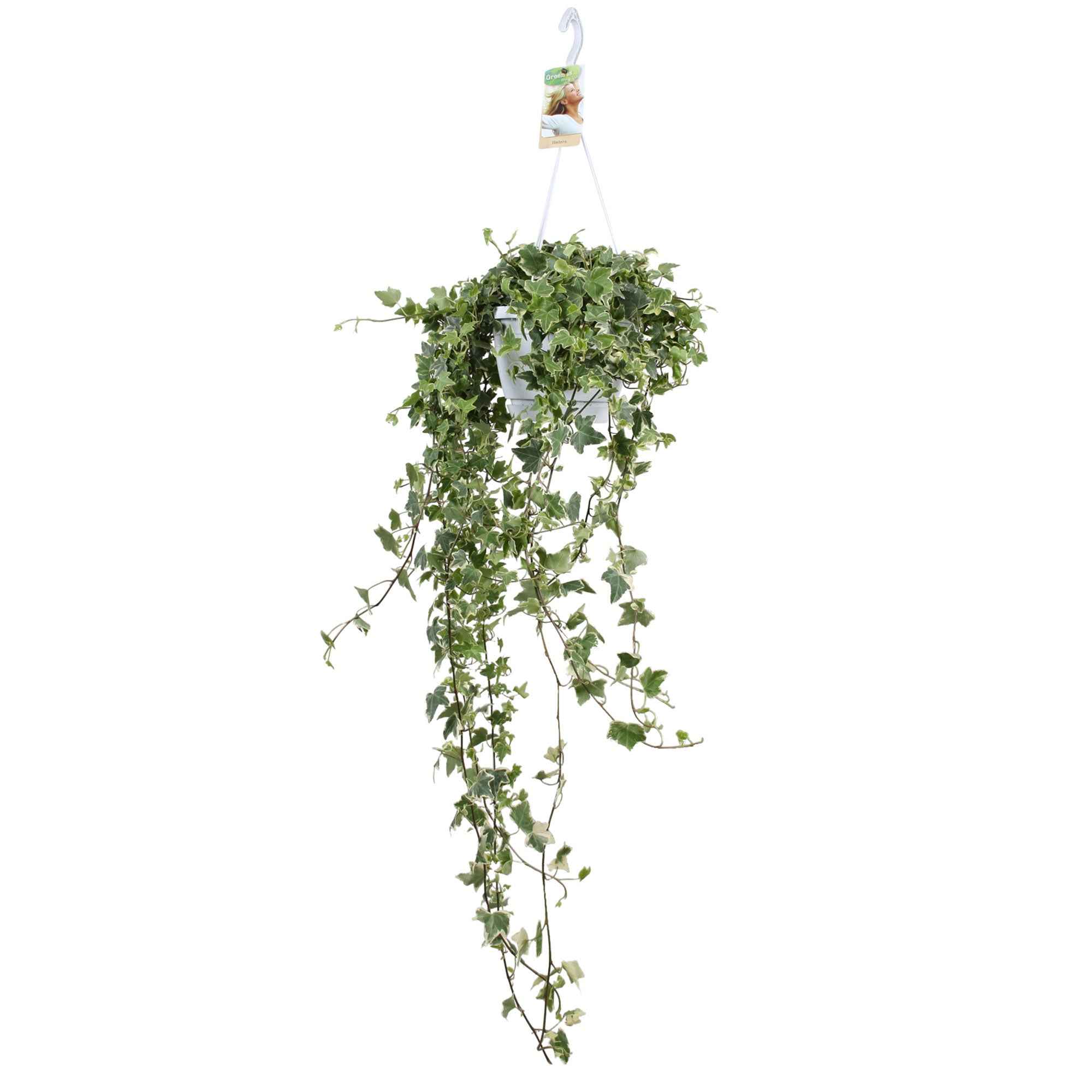 Lierre grimpant Hedera 'Eva' - Plante suspendue - Image 4