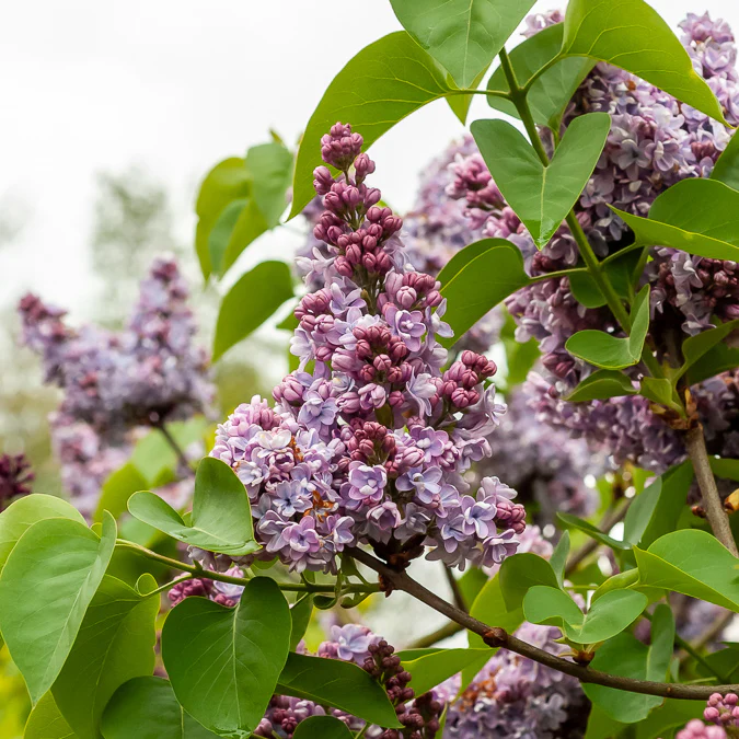 Lilas Belle de Nancy