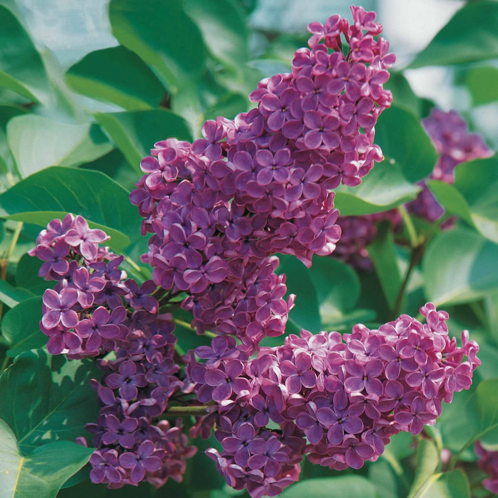 Lilas commun - Image 3