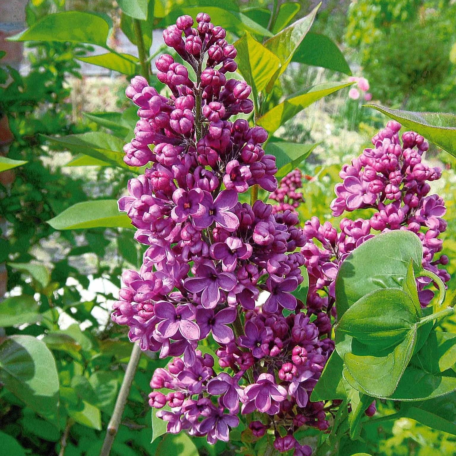 Lilas commun - Image 4
