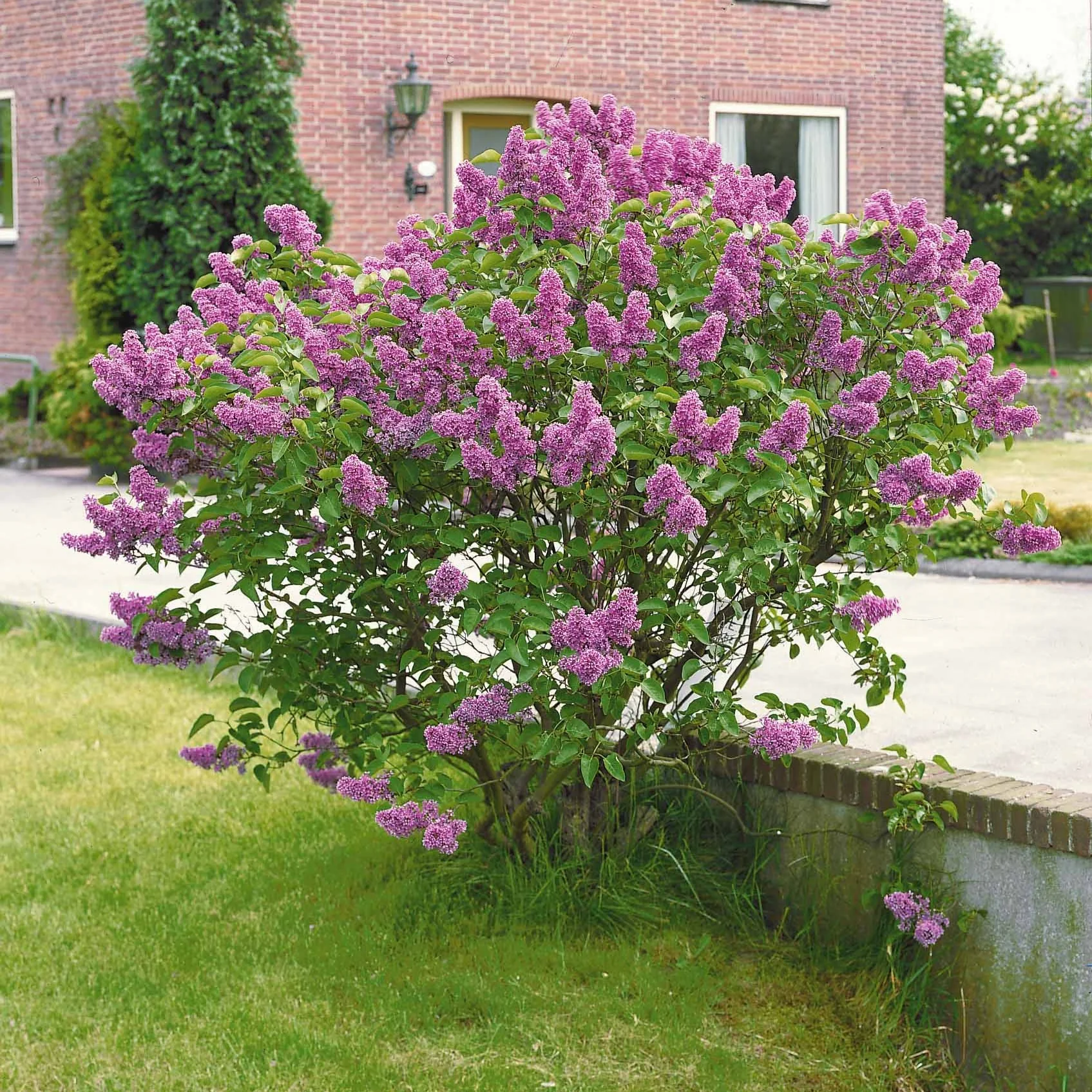 Lilas commun - Image 5