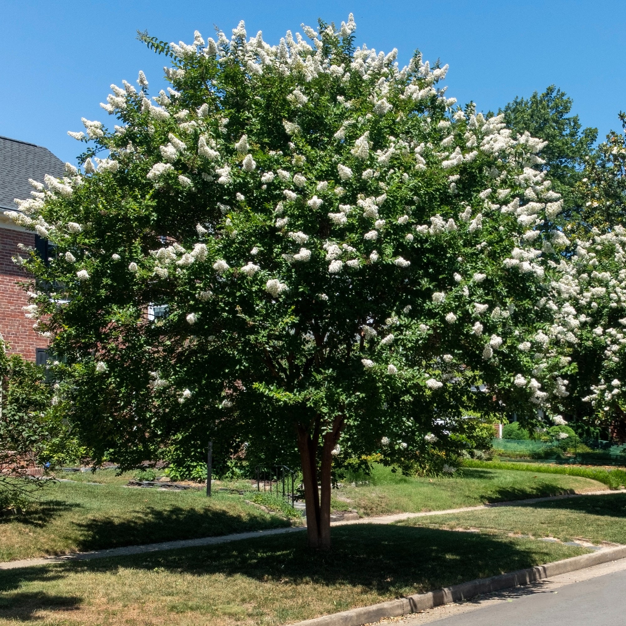 Lilas des Indes blanc