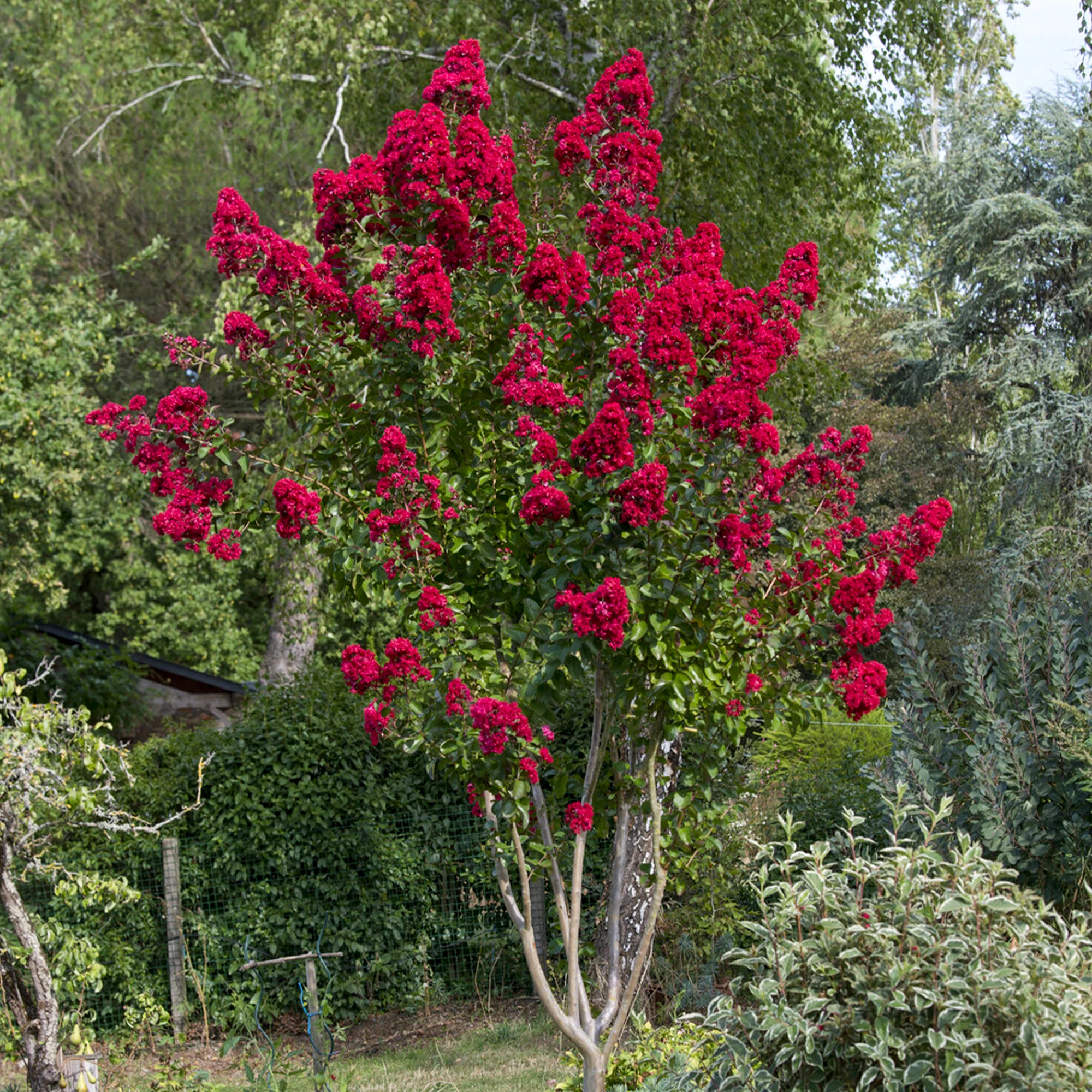 Lilas des Indes Dynamite