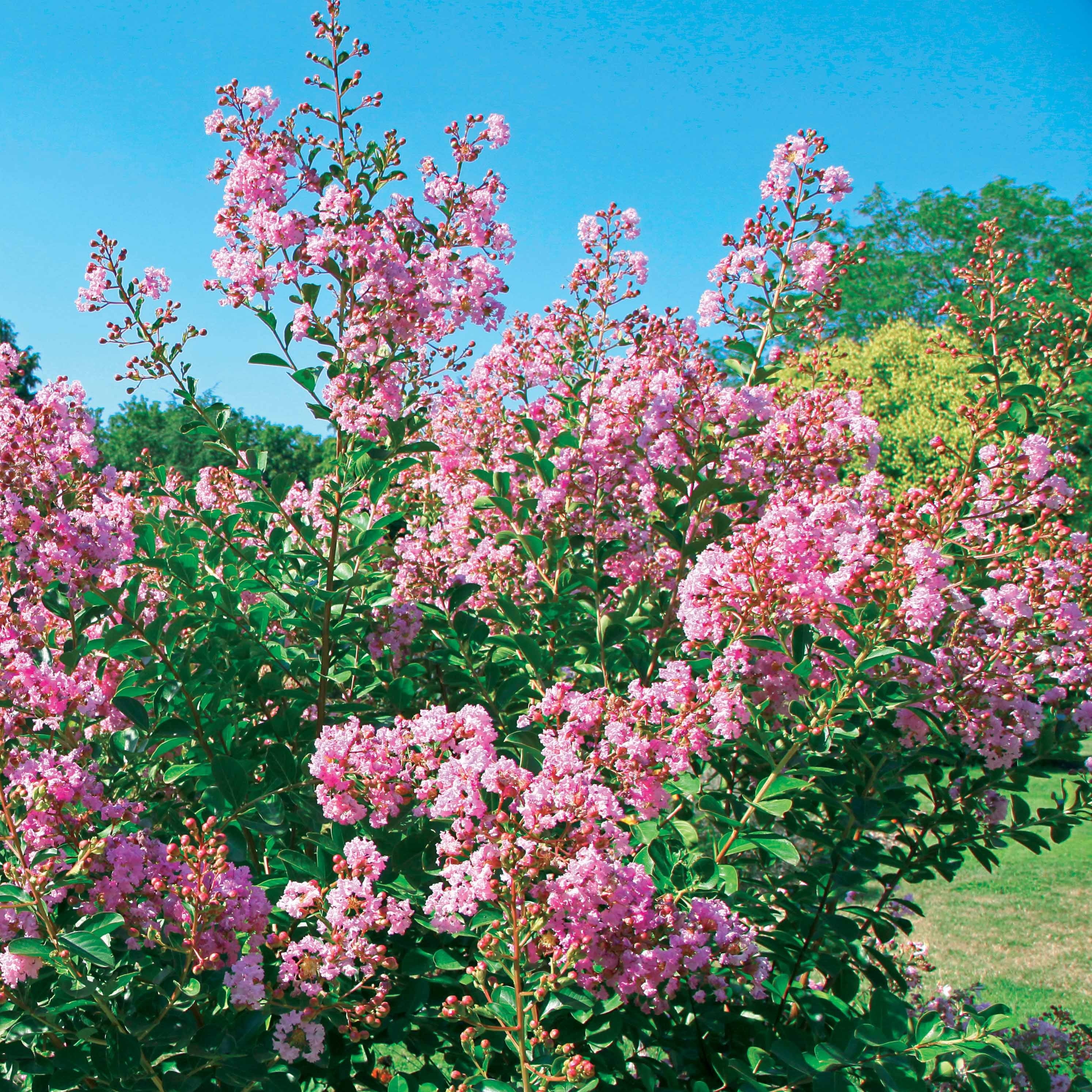 Lilas des Indes Petit Pink