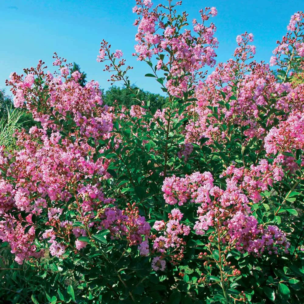 Lilas des Indes Petit Pink - Image 2