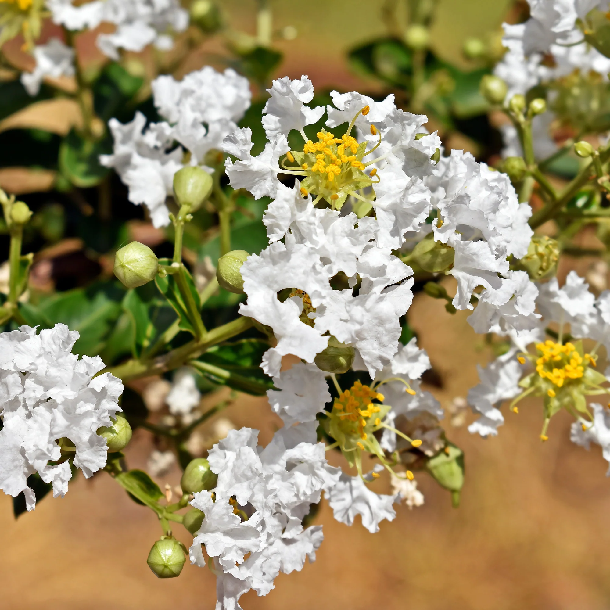Lilas des Indes With Love® Virgin - Image 2
