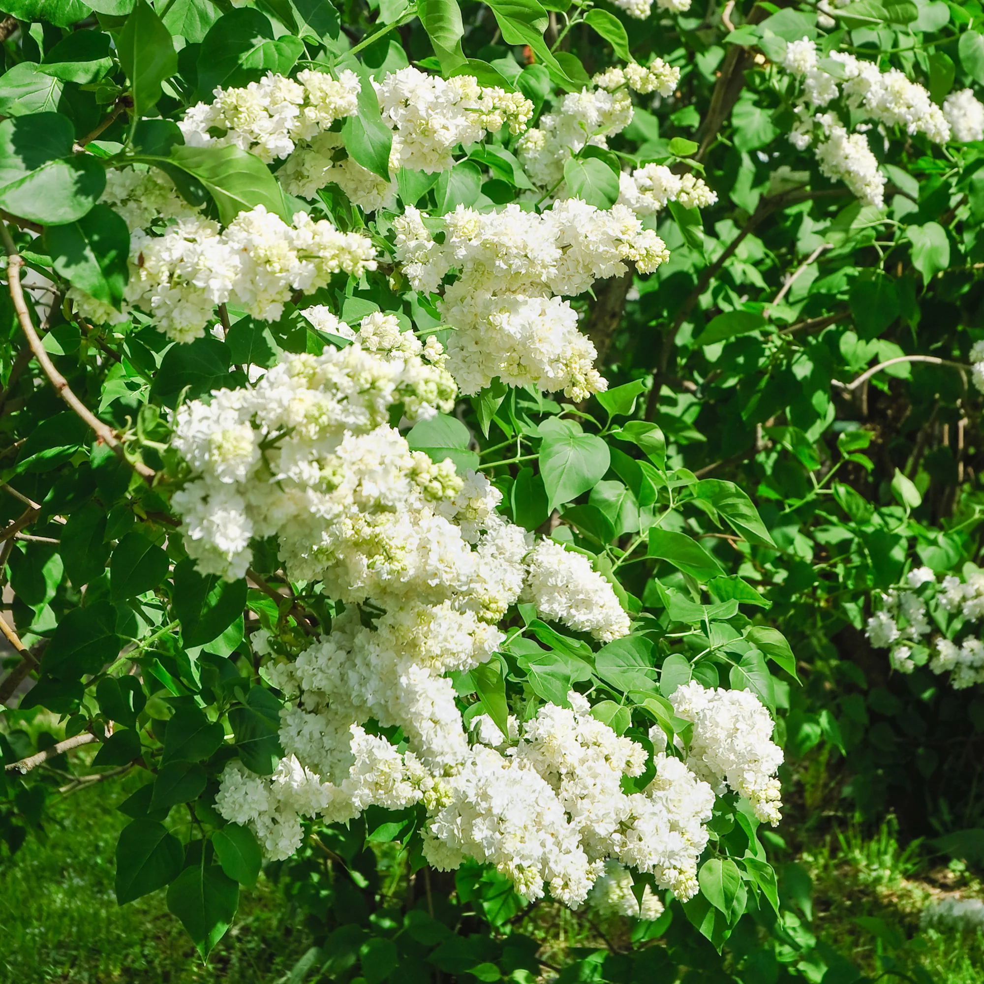 Lilas double blanc - Image 2