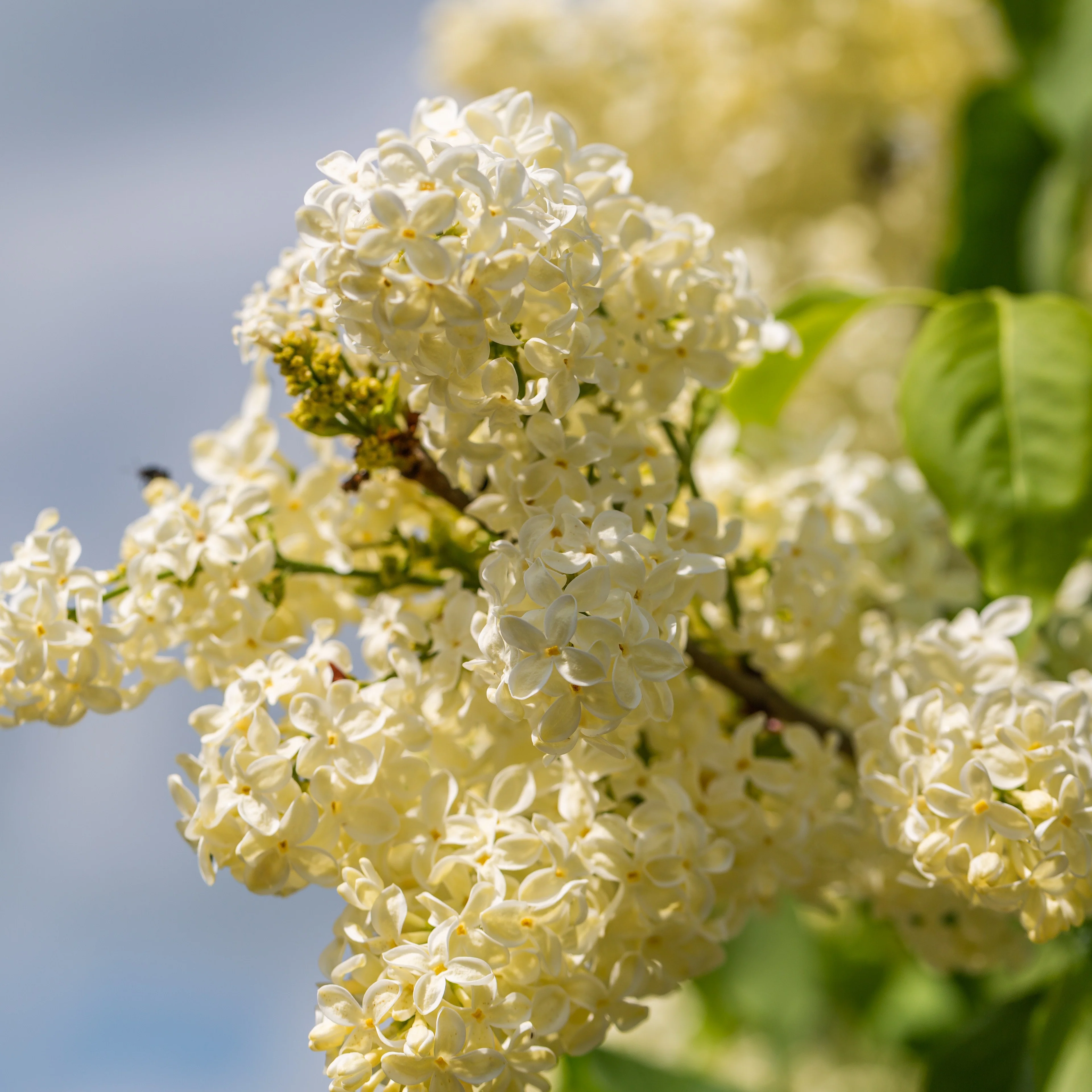 Lilas jaune