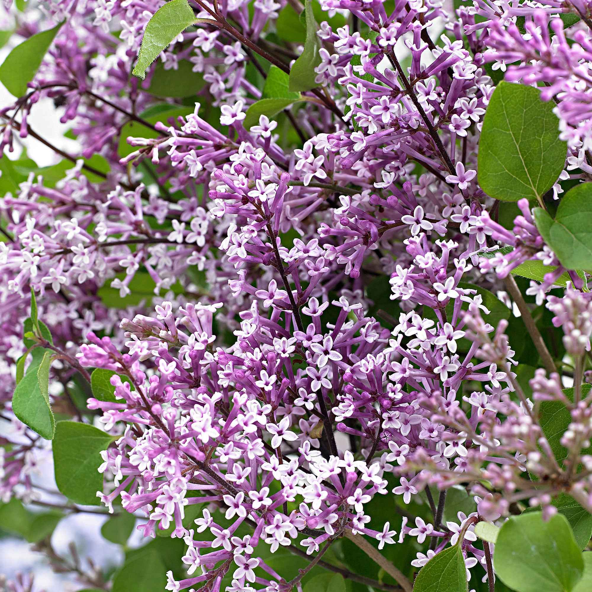 Lilas nain  'Dark Purple' - Image 2