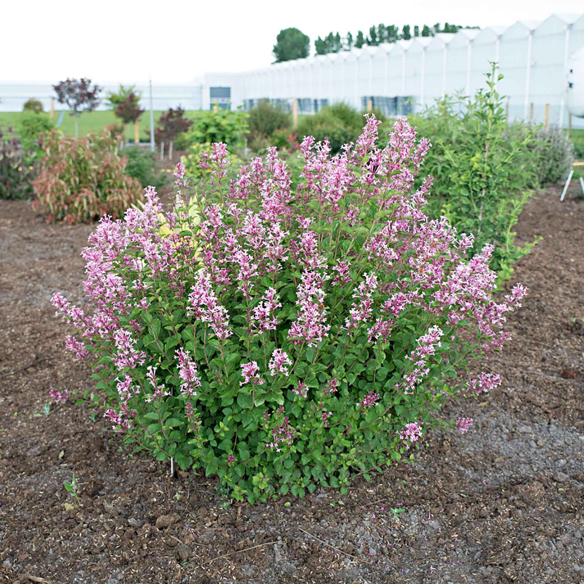 Lilas nain de Corée 'Pink Parfume' - Image 3
