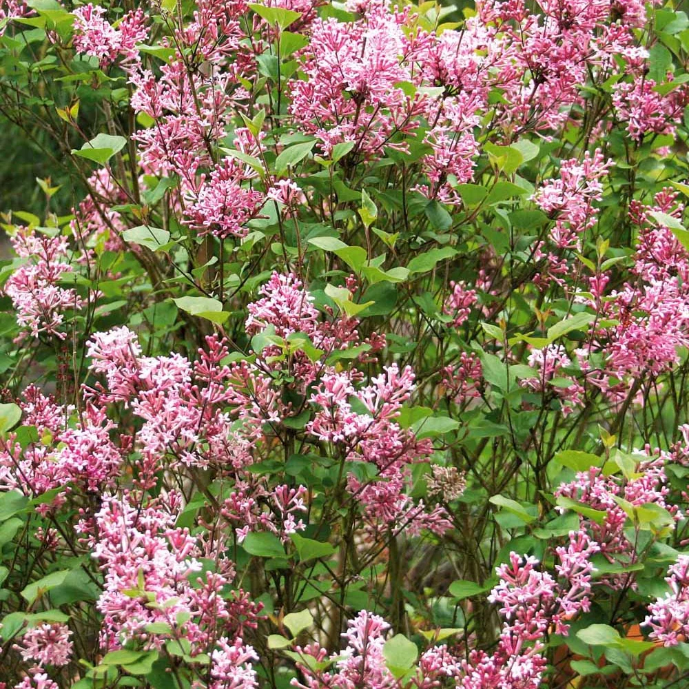 Lilas nain de Corée 'Pink Parfume' - Image 4