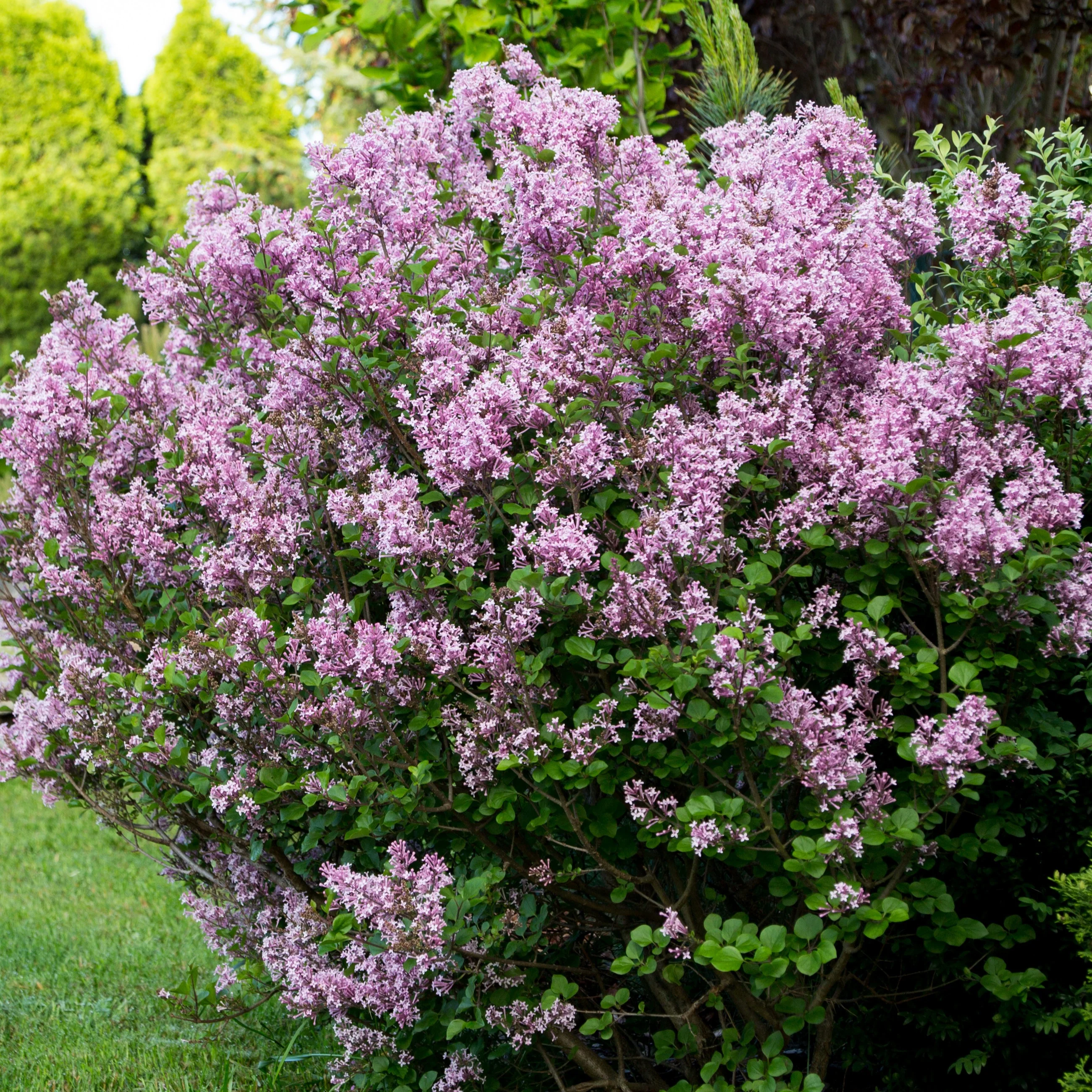 Lilas Prince Charmant