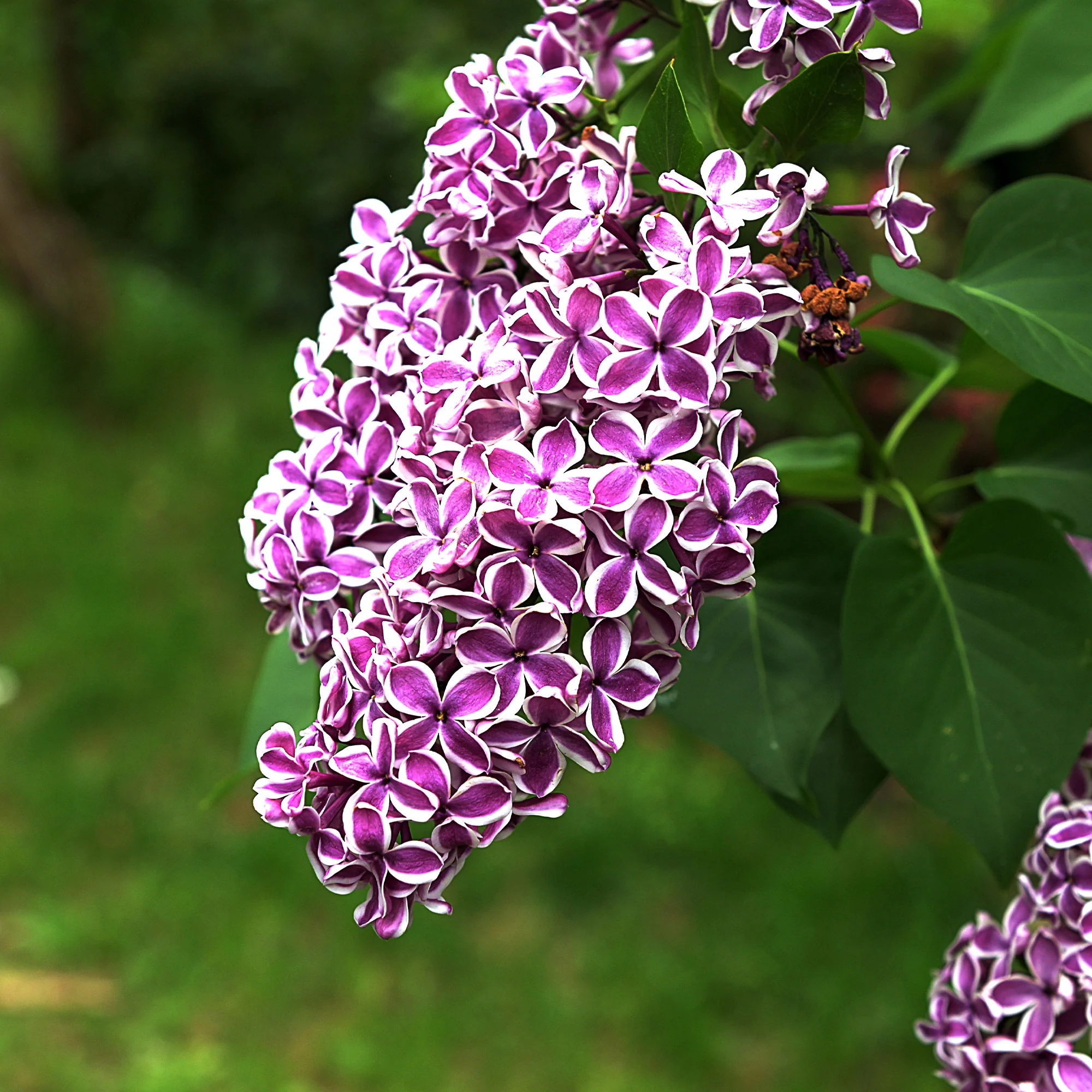 Lilas Sensation