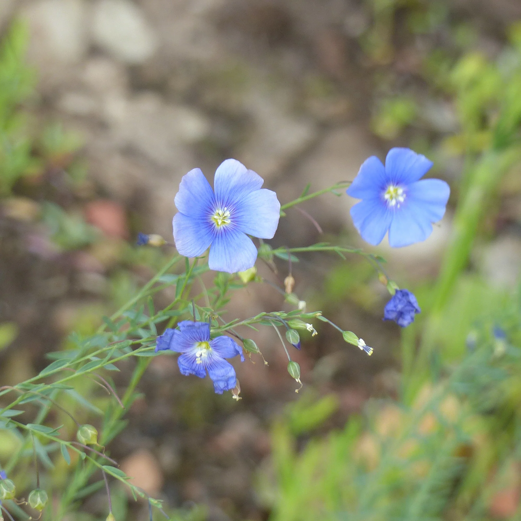 Lin vivace bleu - Image 3