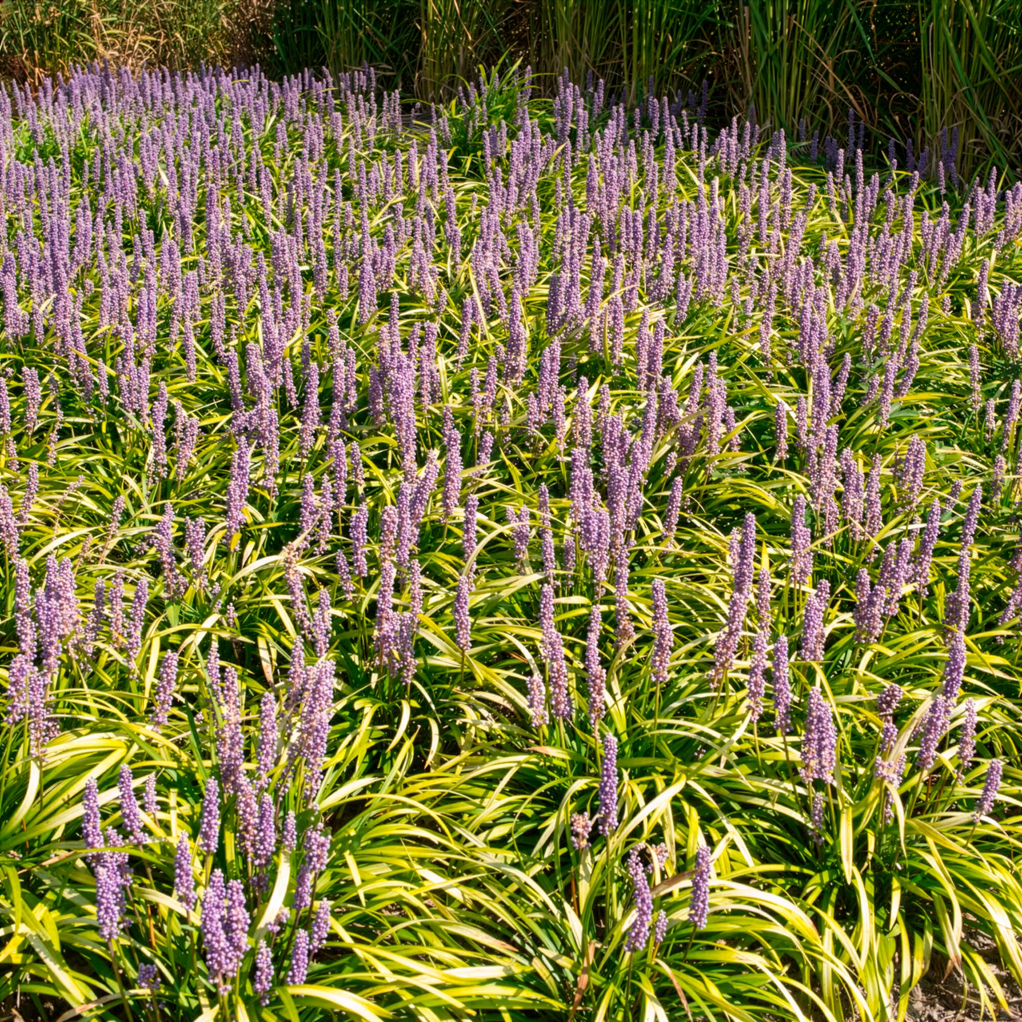 Liriope muscari Gold Banded - Image 4