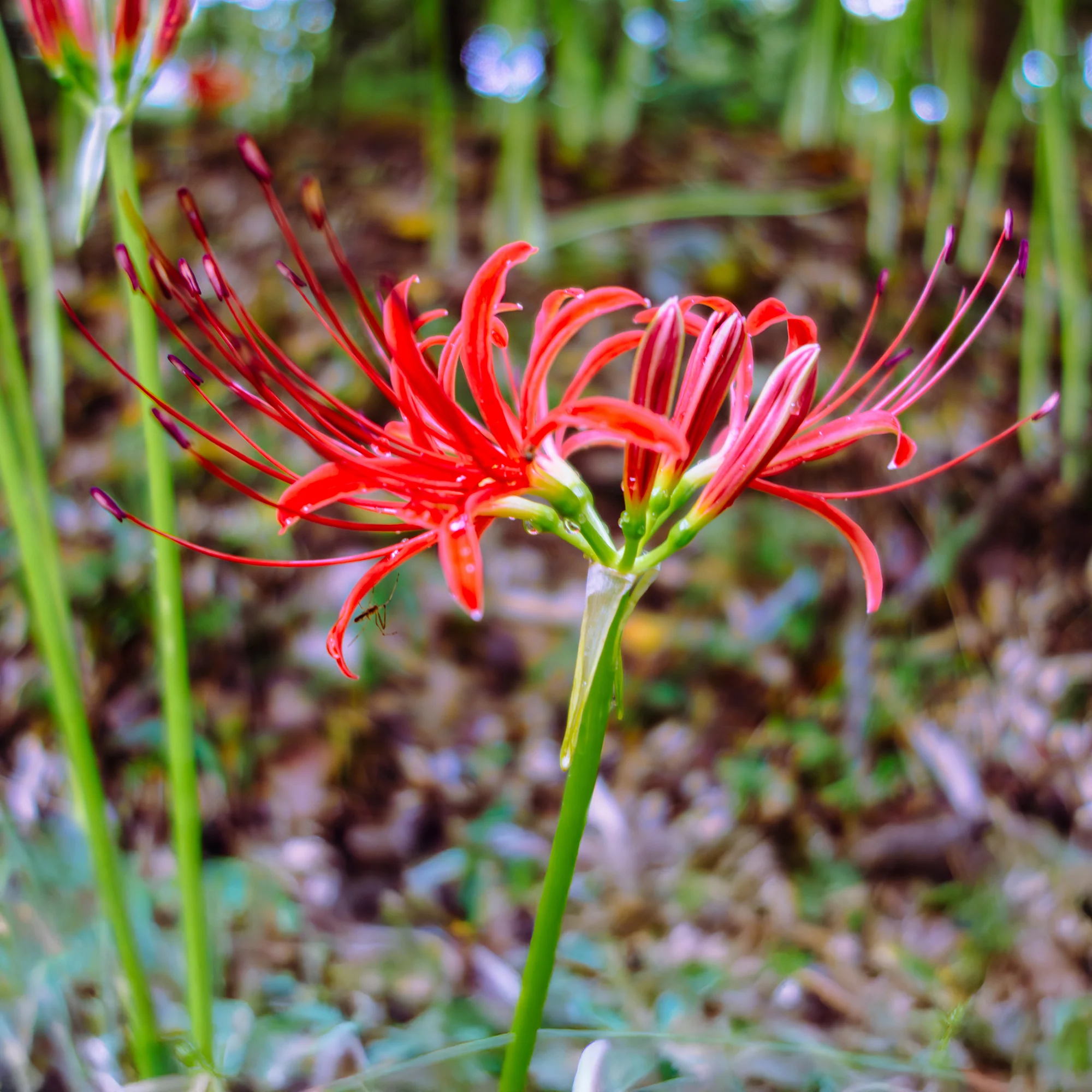 Lis araignée rouge - Image 2