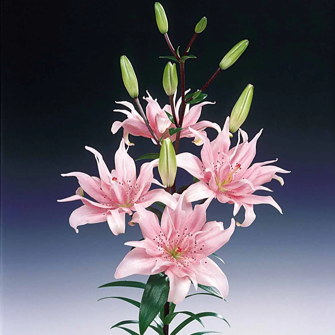 3 Lis asiatique à fleurs doubles Elodie - Image 3