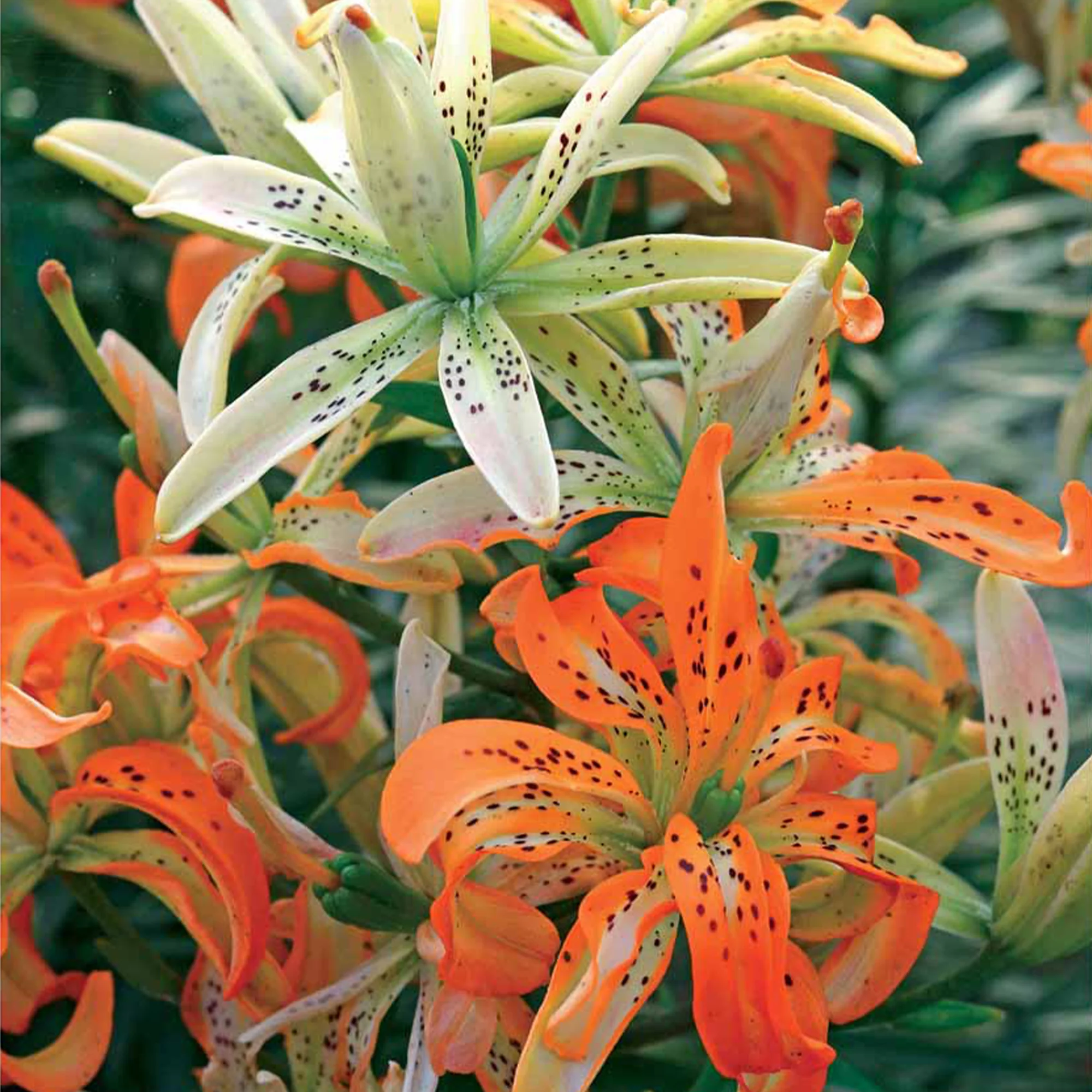 3 Lis caméléon
