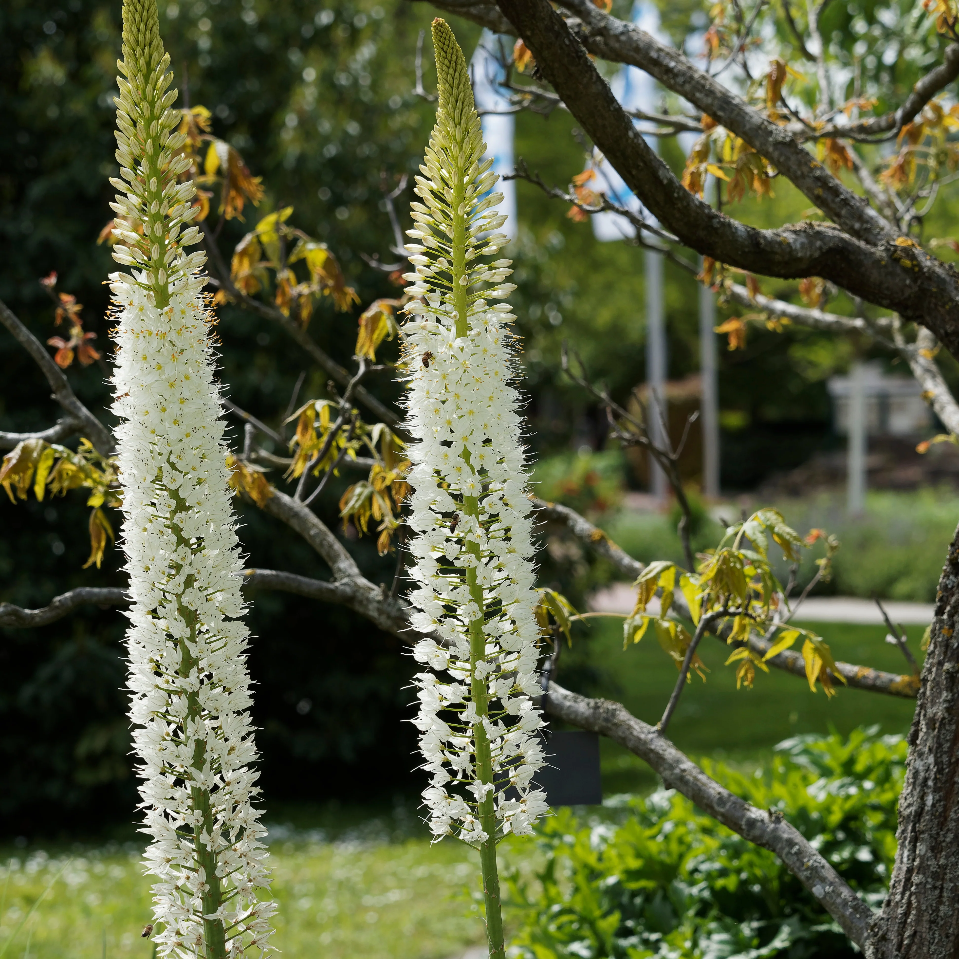 Lis des steppes White Romance