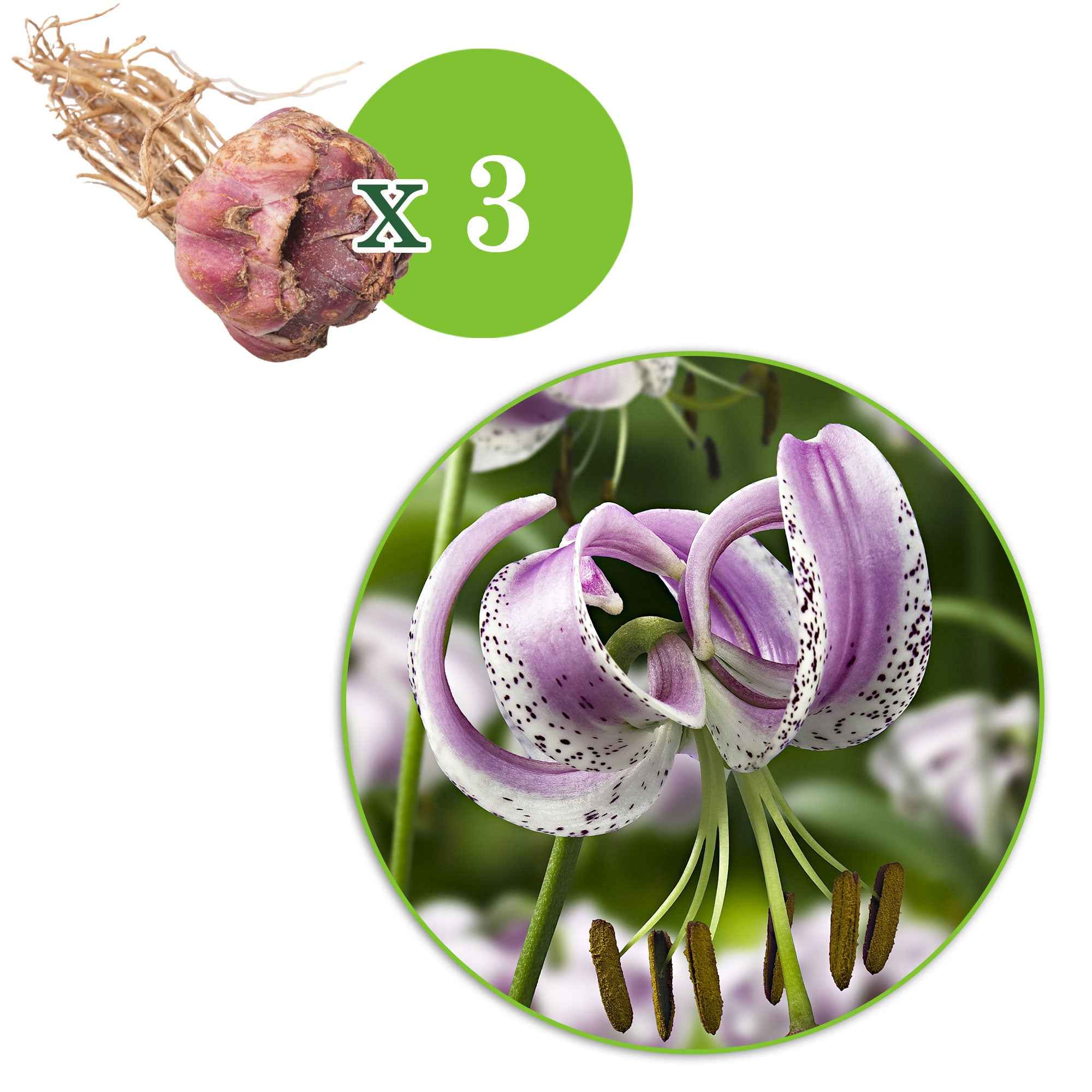 3 Lis lankongense - Image 2