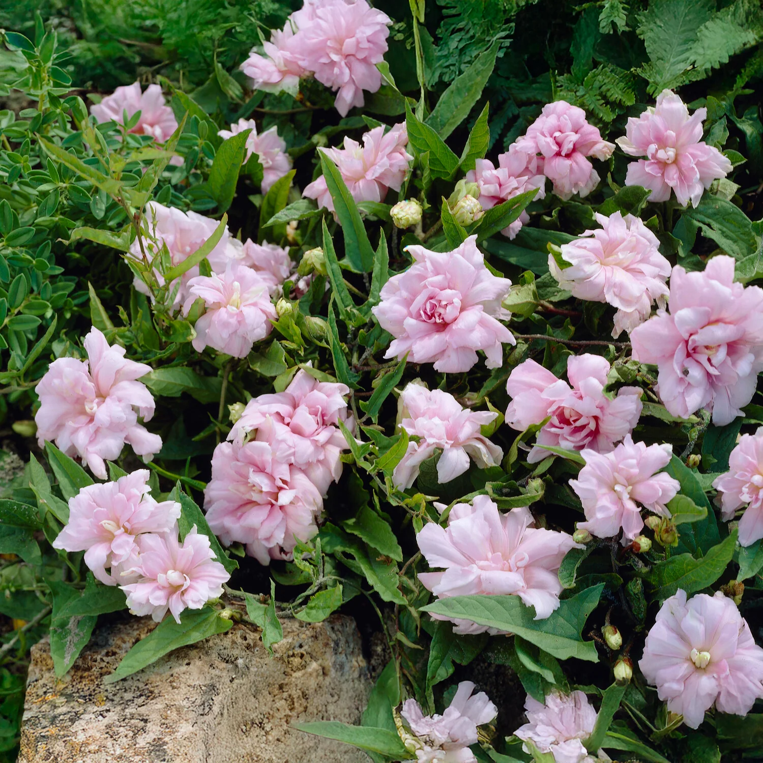 Liseron du japon à fleurs doubles