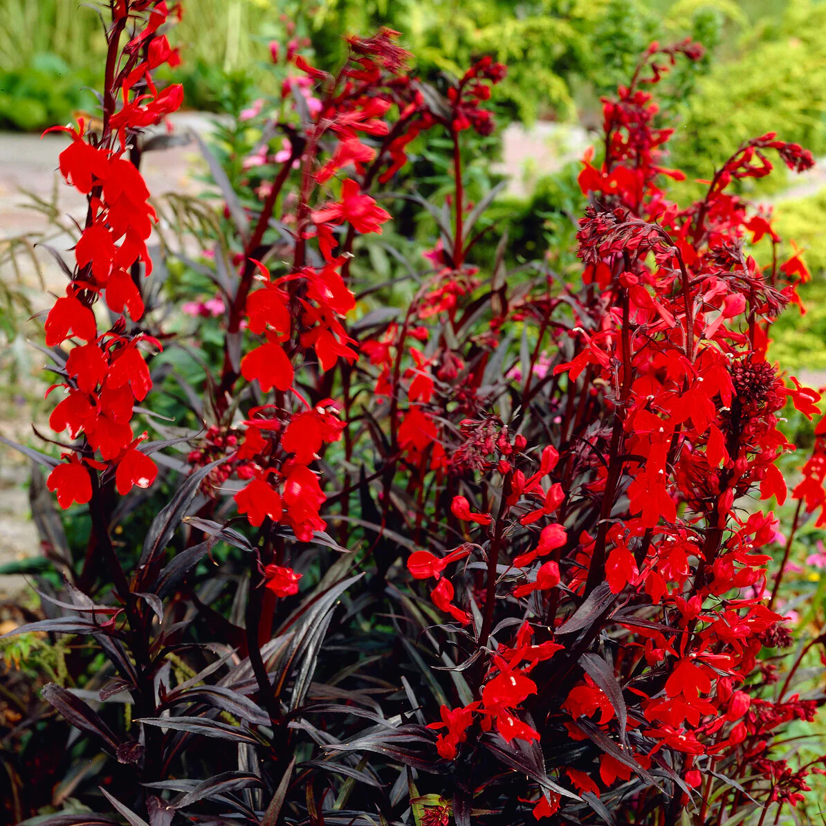 Lobelia écarlate Queen Victoria