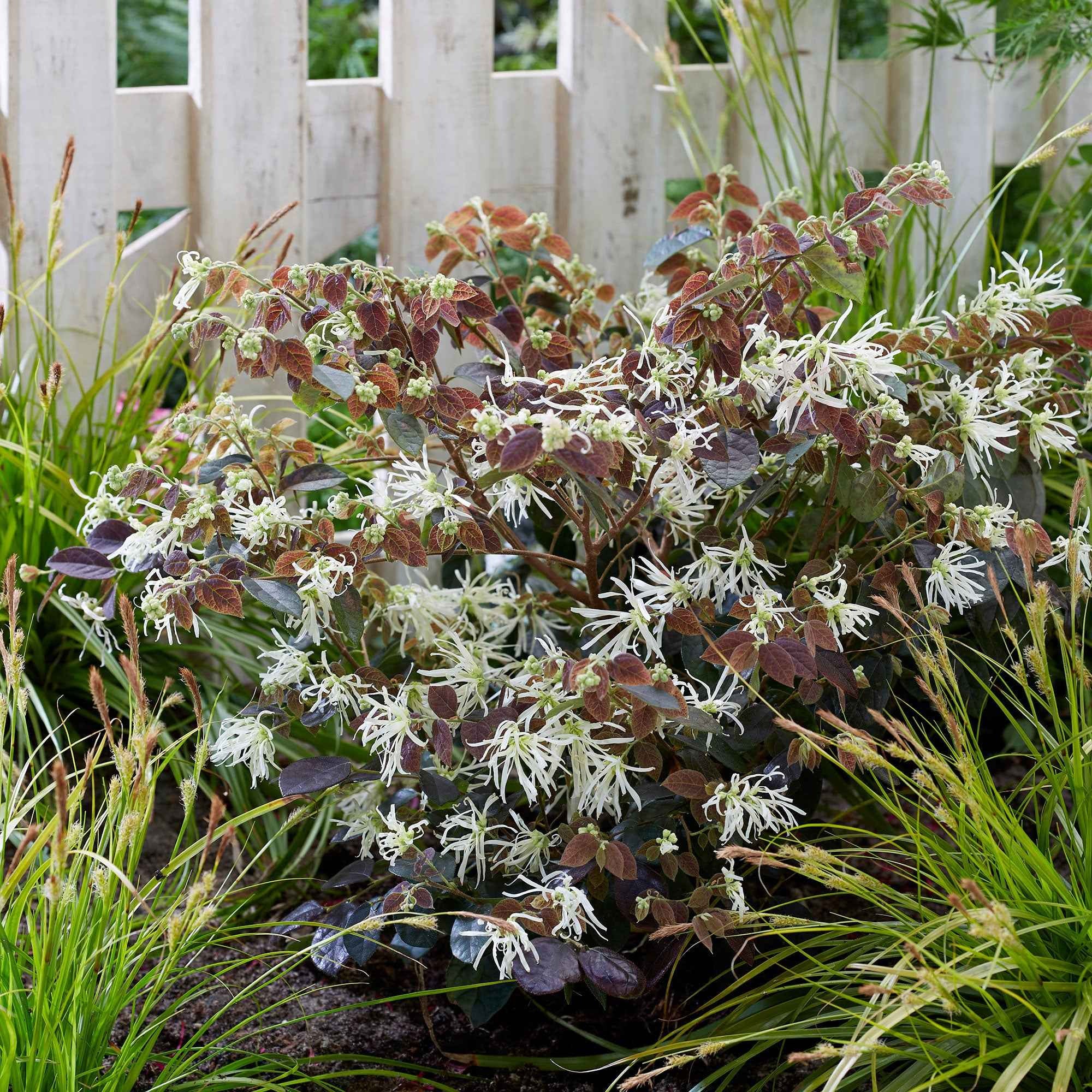 Loropétale de Chine Loropetalum 'Ruby Snow' blanc