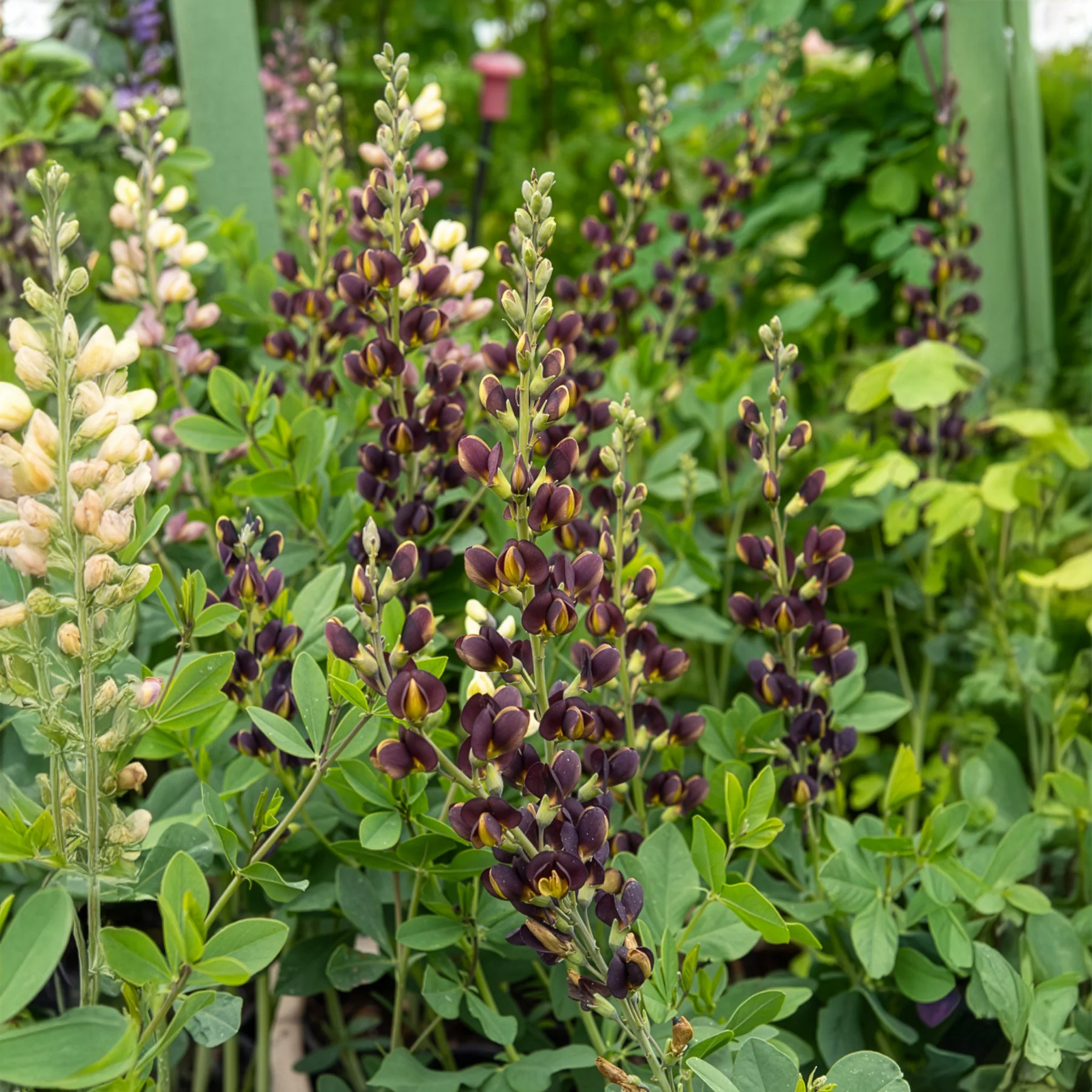 Lupin indigo Dark Chocolate
